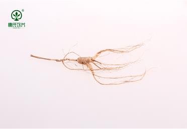 什么是林下參，帶你走進(jìn)林下參的世界 - 中藥粉代工