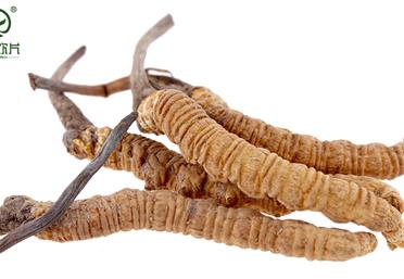 你真的會吃冬蟲夏草嗎？- 滋補養生產品