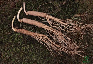 人參采收時，天時、地利、人和缺一不可＿人參代加工＿人參加工＿人參果代加工