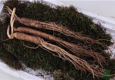 冬季進補，“參參”不息！人參的歷史遠比你想象的更久遠，康氏中藥飲片代工、定制、OEM