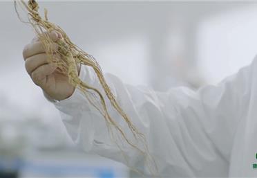 寶藏干貨，帶你見識林下山參的特點有哪些-康氏中藥飲片代工定制OEM-參茸禮品定制