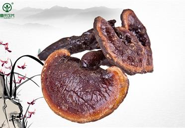 野生靈芝和種植靈芝的三大區別-康氏中藥飲片代工定制OEM-代用茶代工定制OEM